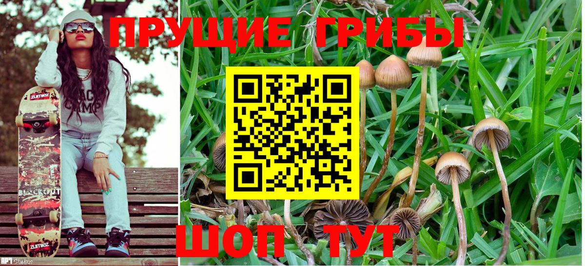 Псилоцибиновые грибы Psilocybe  как найти   Калуга  Вход с VPN 